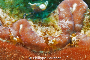 Juvenil clown shrimp
 by Philippe Brunner 